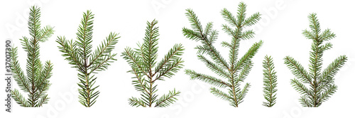 Fir tree branches isolated on white background