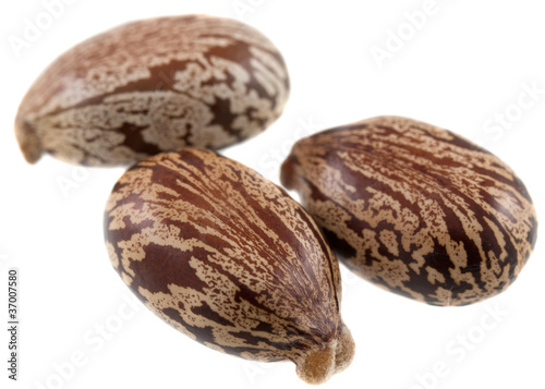 Graines de ricin : Ricinus communis photo