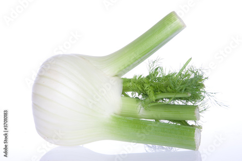 finocchio verdura fresca,fennel fresh vegetable