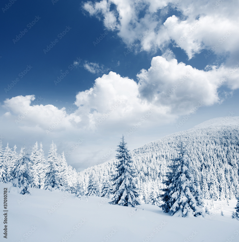 Fototapeta premium Winter