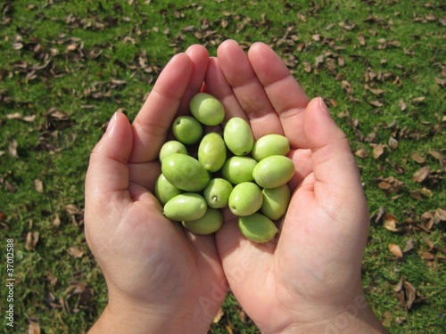 Olives in the hands, aceitunas recogidas.