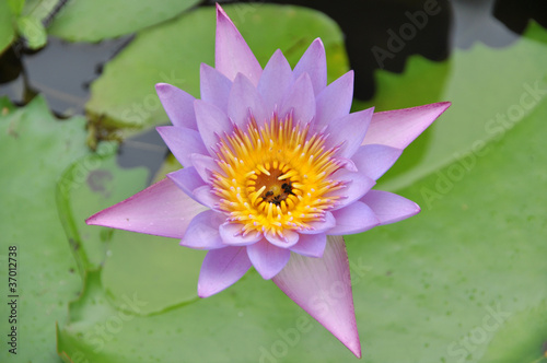 closeup of purlpe water lily in a pond