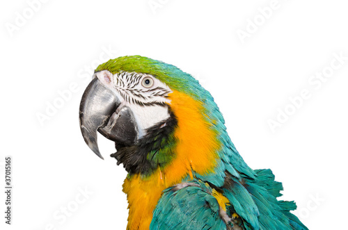 pappagallo colorato photo