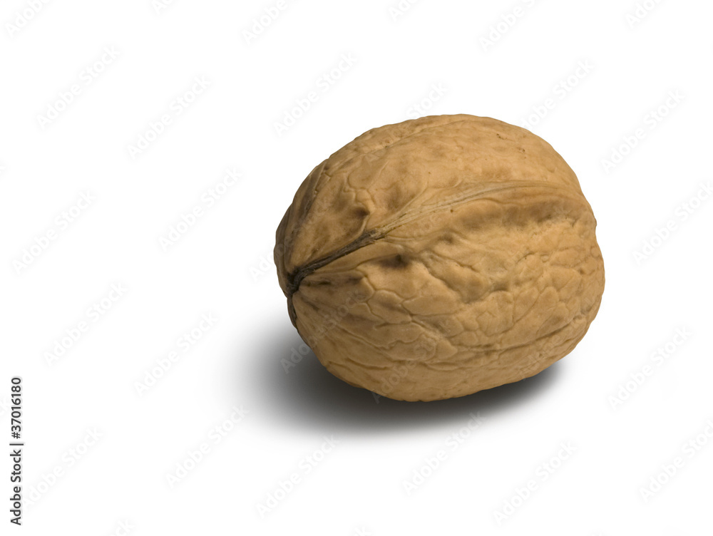 walnut walnut