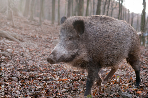 wildschwein im grunewald berlin photo