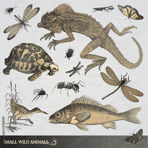 Collection of small wild animals