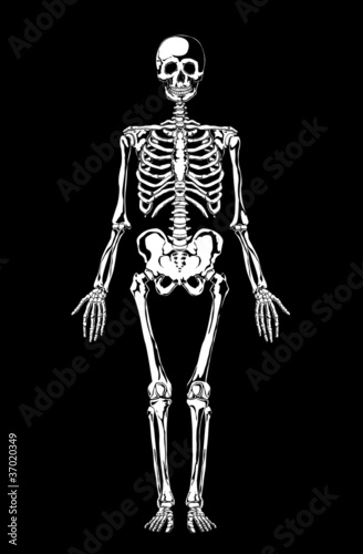 White skeleton on black. Separate layers. Vector illustration.