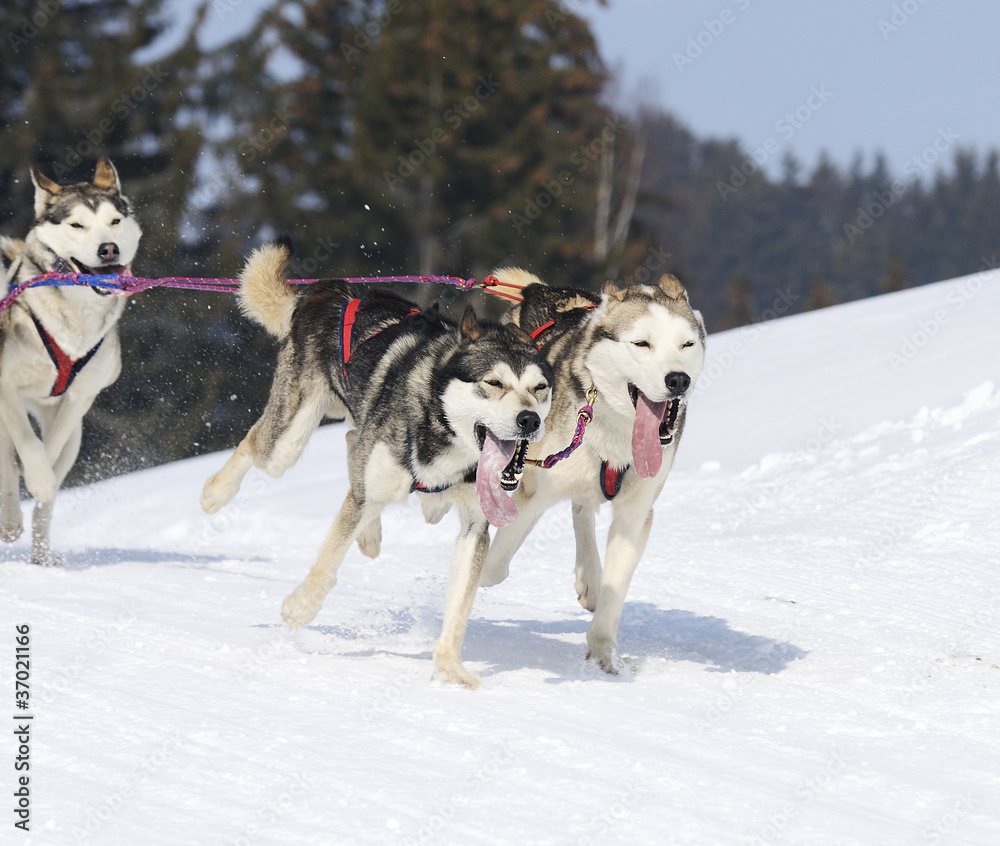 sportive dog team is running in the snow sportive dog team is running in the snow