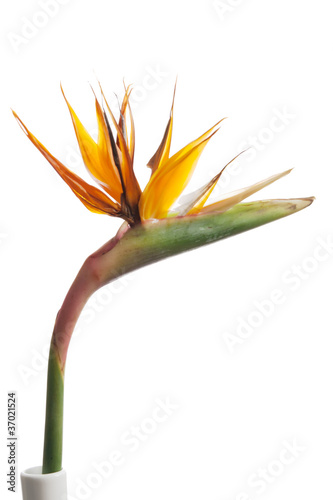 tropical flower - strelitzia
