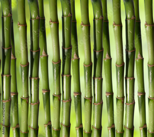 Fototapeta Naklejka Na Ścianę i Meble -  natural Bamboo. background Image