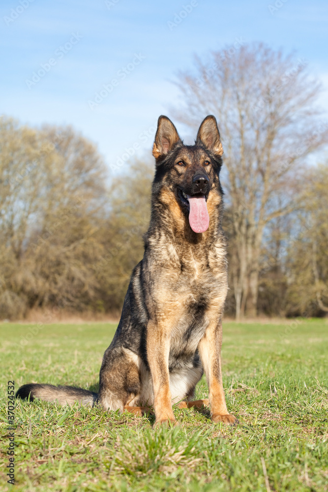 German shepherd