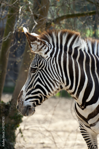 Zebra, paticular