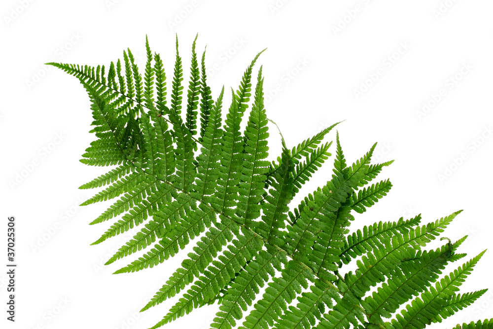 Green leaf of fern isolated on white Green leaf of fern isolated on white