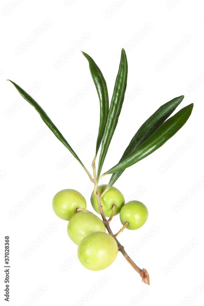 Obraz premium The branch of fresh olives