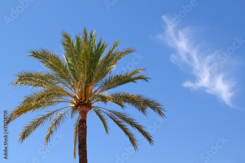 palm against sky