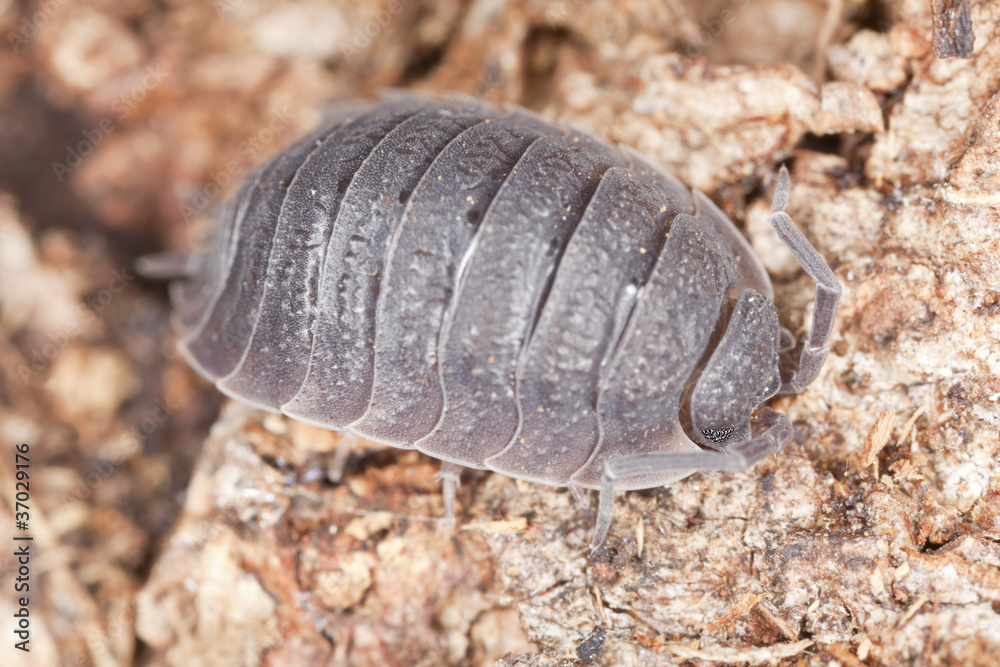 Pillbug on wood, extreme close-up with high magnification Pillbug on wood, extreme close-up with high magnification
