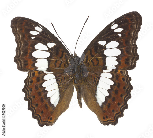 The Commander Butterfly (Moduza procris) photo