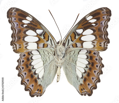 The Commander Butterfly (Moduza procris) photo