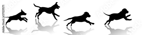 running dogs, vector image © photofang