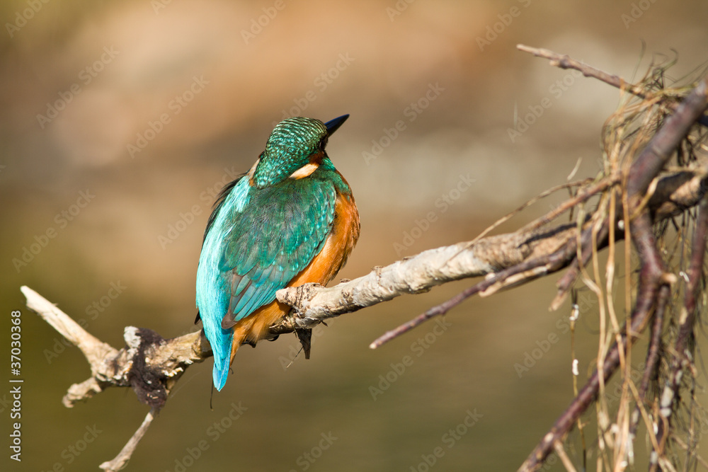 martin pecheur sur une branche martin pecheur sur une branche