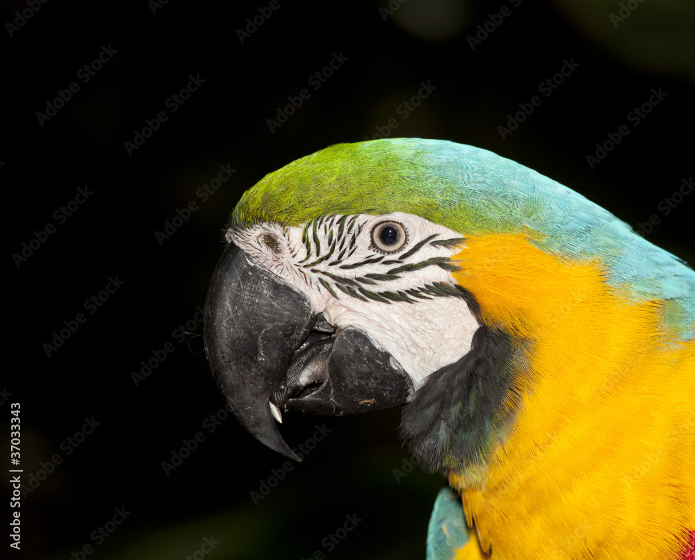 blue and yellow macaw parrot portrait blue and yellow macaw parrot portrait