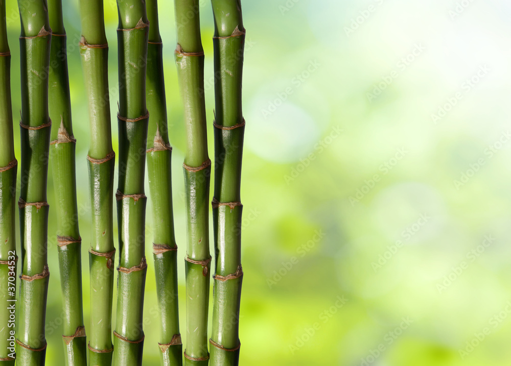 Young, green bamboo in the background boke Young, green bamboo in the background boke