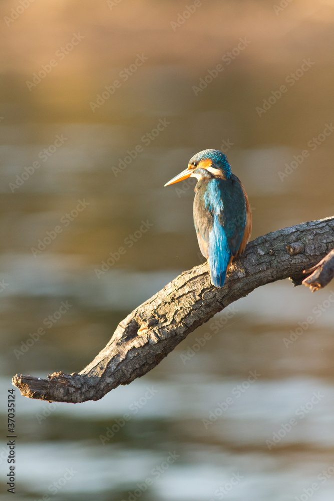 Obraz premium martin pecheur perché