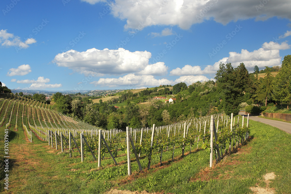 Hills and vineyards of Piedmont. Northern Italy.