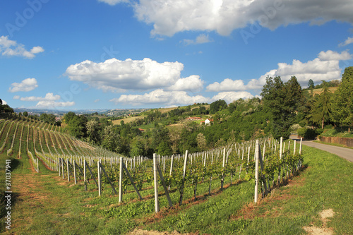 Hills and vineyards of Piedmont. Northern Italy.