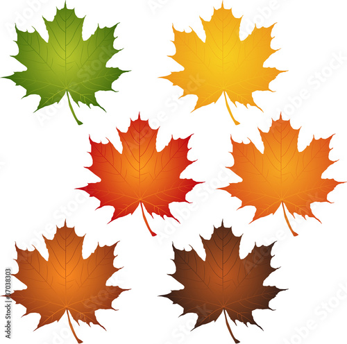 Maple leaves on white