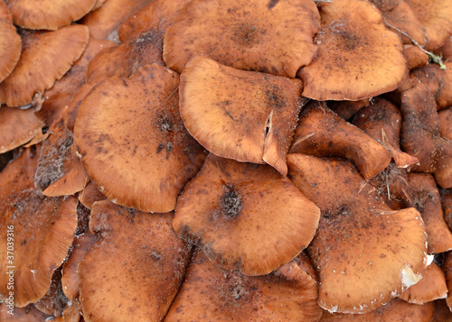 Top of a group russet mushrooms. photo