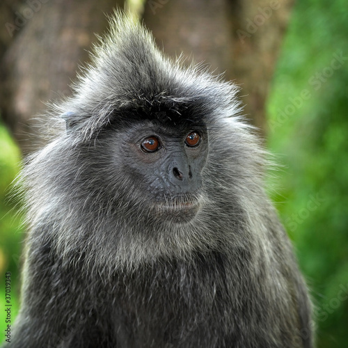 grey monkey © Eky Chan