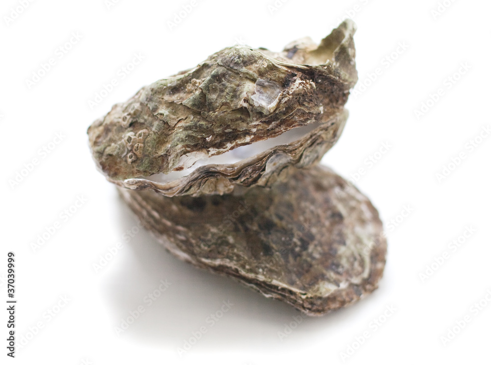 coquilles d'huîtres coquilles d'huîtres