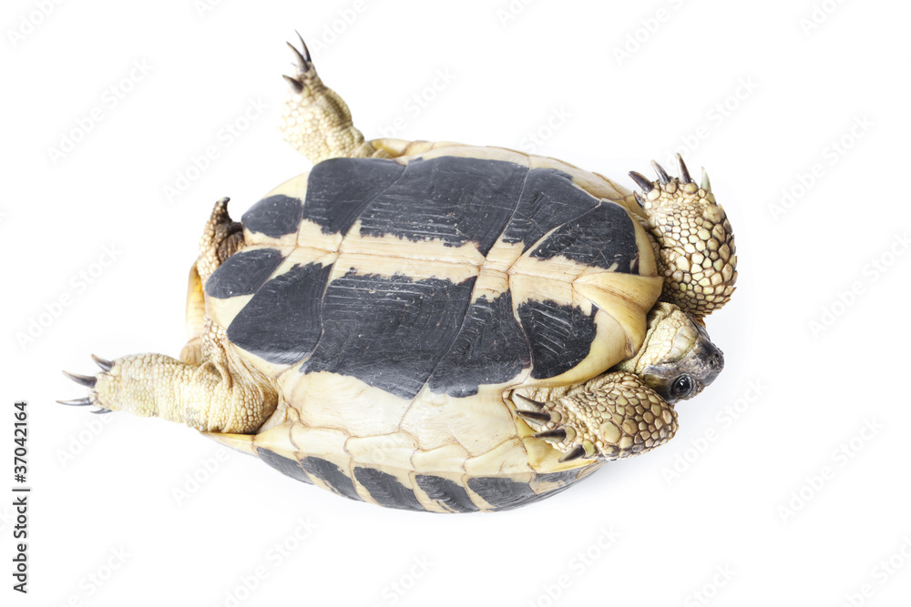 Obraz premium tortue de terre