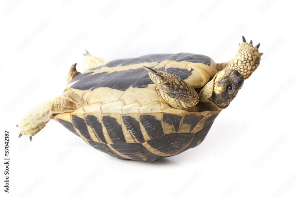 Obraz premium tortue de terre