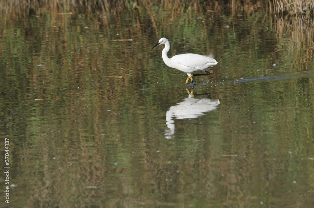 Little egret hunting in shallow water, Little egret hunting in shallow water,
