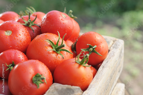Tomatoes in a box © ortodoxfoto