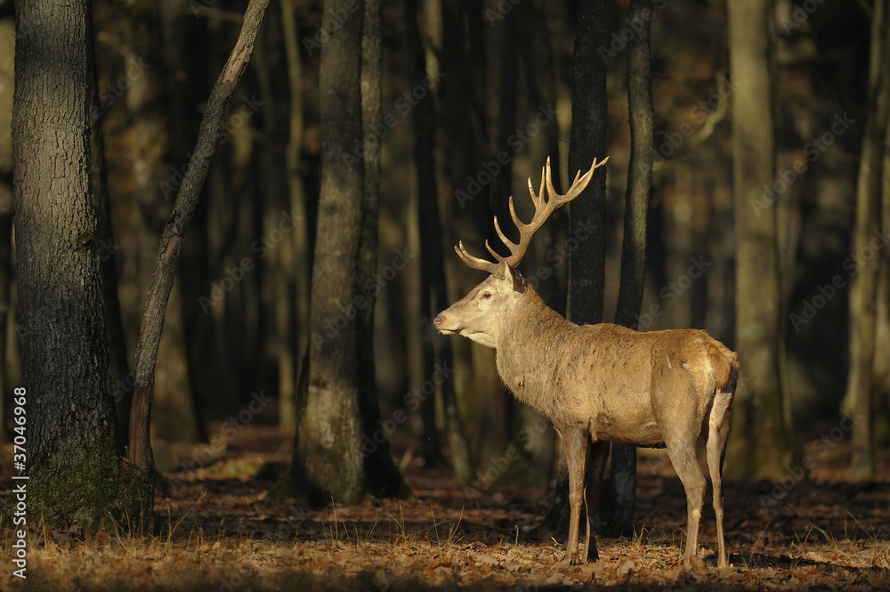 Fototapeta premium cerf
