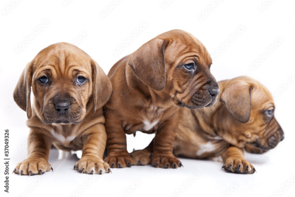 Three happy dogs on white isolated background