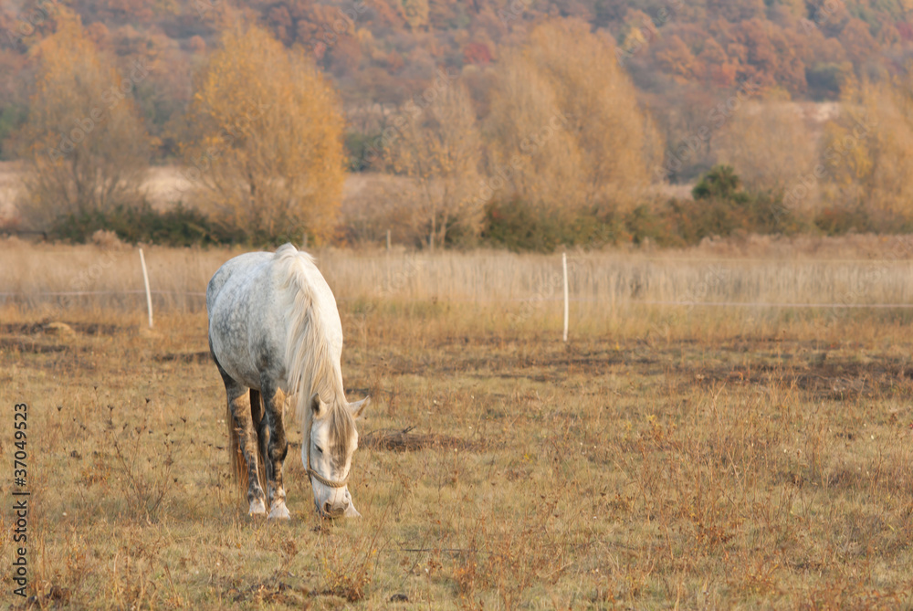 Obraz premium white horse eating
