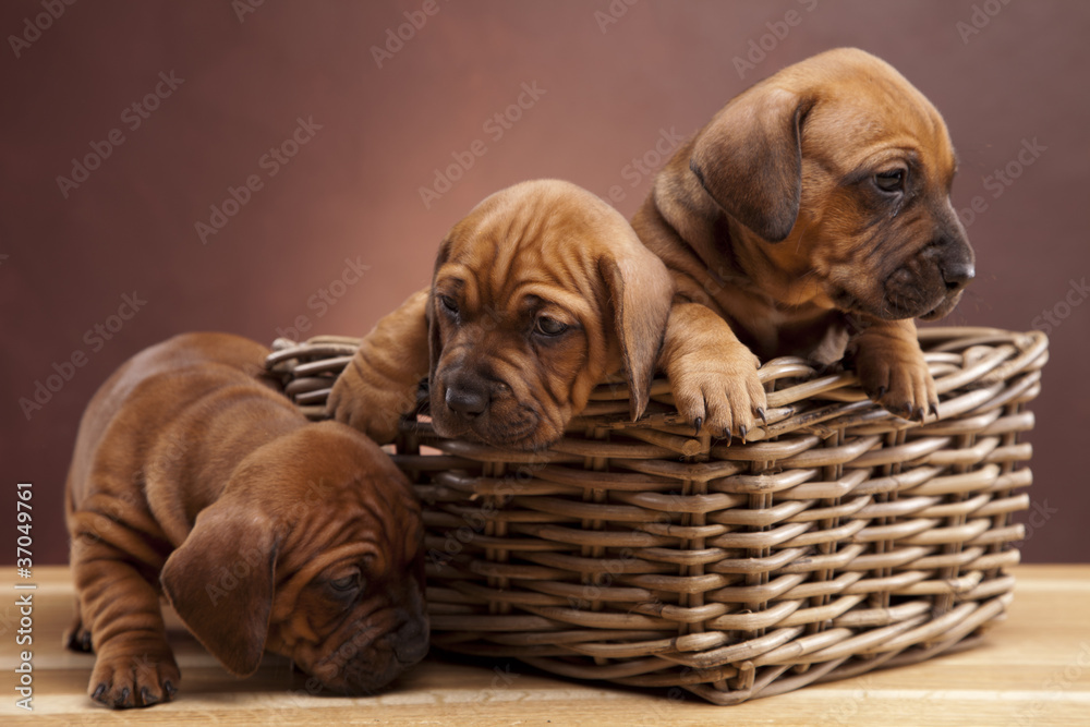 Young happy dogs in basket on wooden floor