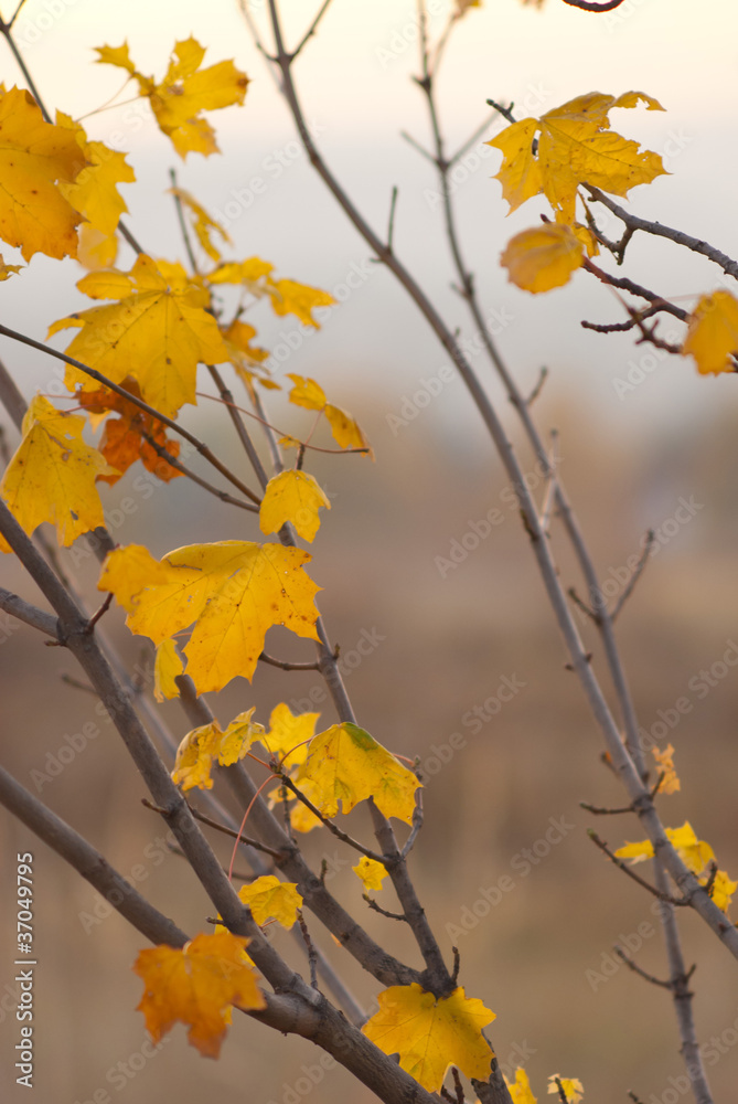 Obraz premium autumn leaves