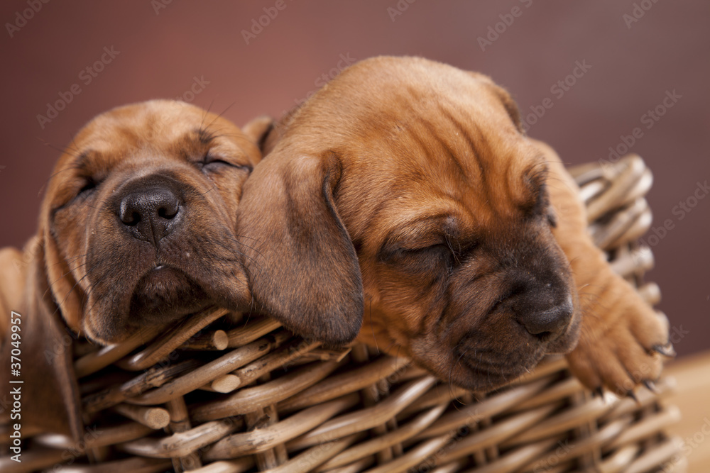 Two young happy dogs sitting in basket on wooden floor Two young happy dogs sitting in basket on wooden floor