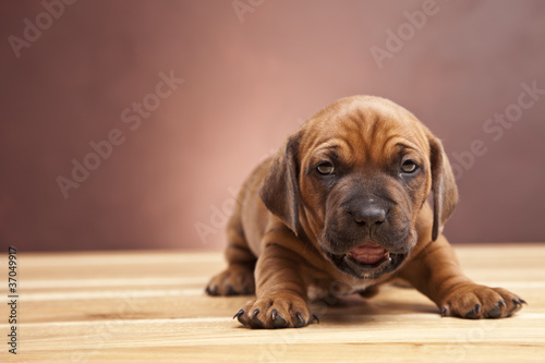 Fototapeta Naklejka Na Ścianę i Meble -  Single young happy dog sitting on wooden floor