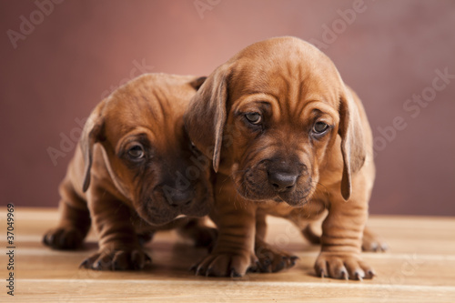 Two young happy dogs sitting on wooden floor © BrunoWeltmann