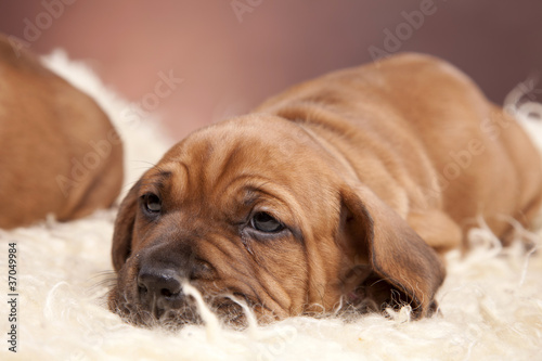 Single happy dog resting on white blanket © BrunoWeltmann