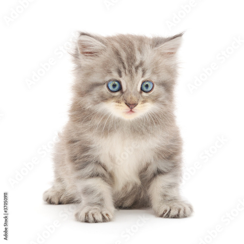 Kitten on a white background © Anatolii