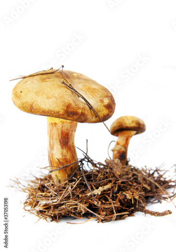 Mushrooms are isolated on a white background