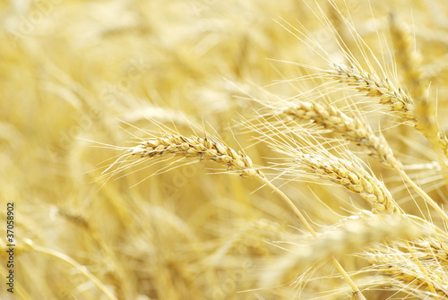 Fields of wheat