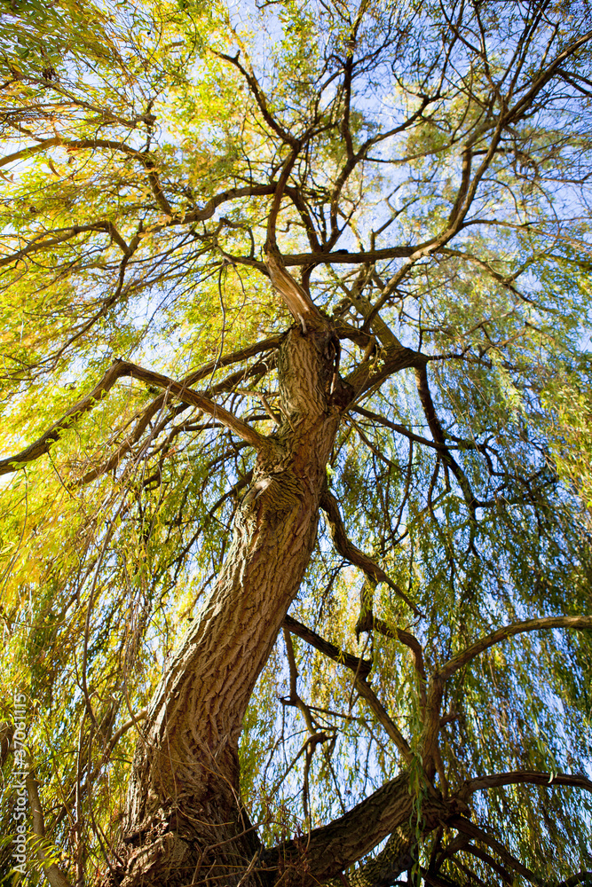 Obraz premium Majesty